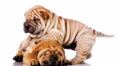 Од длабочините на вековите: листа на најстарите раси на кучиња