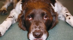 Вишокот хормон раст