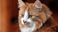 Промени во однесувањето на мачките, заеднички за повеќето болести