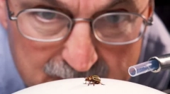 Студија на инсекти