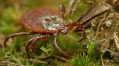 Отстранување на крлежи дома