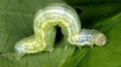 Епл дрво плод