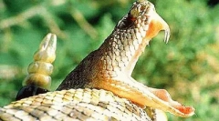 Отров во животот на животните