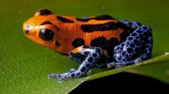 Отровни жаби (дрвововолци, ливати)