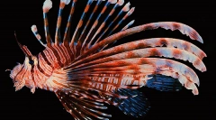 Отровни риби