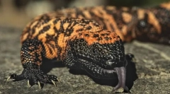 Јадозуб аризона