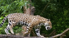 Јагуар (животинска фотографија): среќна и убава голема мачка