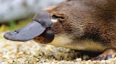 Цицачи egglades