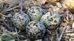 Јајце. Градење, големини, облик и јајца во боја