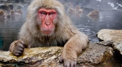Јапонски макак
