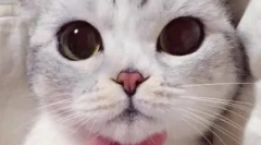 Јапонски прекари за мачки и мачки