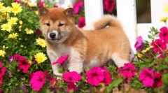 Јапонски раси на кучиња: слика, краток опис, карактеристики