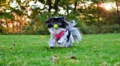 Јапонски хин (фото): античка раса на кучиња со соба