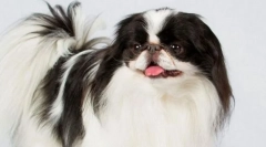 Јапонски хин