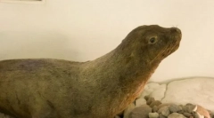 Јапонски моќен лав