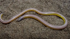 Гуштер калифорнија не-напред