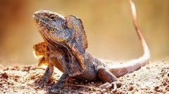 Лизард плафамија