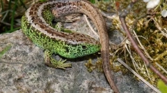 Среден гуштер