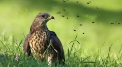 Јастреб на osoed