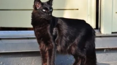 Јаланенц: опис на раса