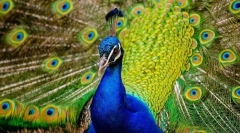 Јавански павлин