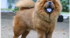 Chow chow јазик: зошто е сино?