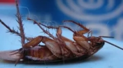 Ефикасно размислување за уништување на лебарки