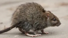 Ефективна рефракција и отрови од стаорци