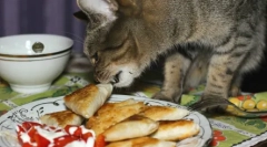 Ефективни методи на наставни мачки и мачки од лазања