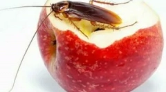 Ефективни народни лекови од лебарки