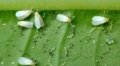 Ефективни средства за бело