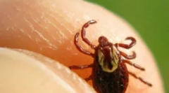 Ефективни средства од ixodic крлежи
