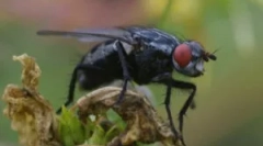 Ефективни средства од муви во куќата