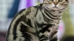 Ексклузивни желки мачки: која е тајната на нивната боја