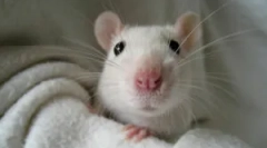 Етопаразити во декоративни стаорци