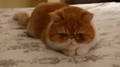 Егзотична мачка (егзотична)