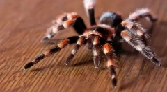 Егзотични миленичиња: имиња и фотографии