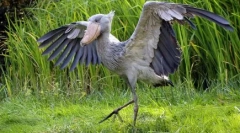 Егзотични птици: топ 7 повеќето невообичаени раси