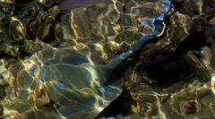 Електрични риби