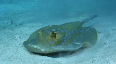 Електрични stingray