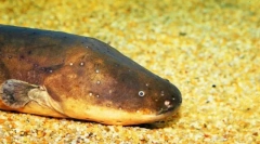 Електричен сом