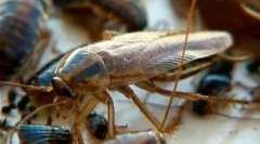 Електрика за лебарки