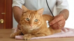 Ендокриниот систем на мачки