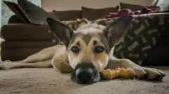 Ентеритис во кучињата