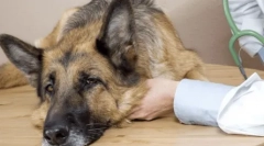 Епилепсија во кучињата