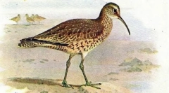 Ескимо кронснеп