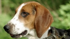 Естонски пес (слика): неми миленичиња и асистент на лов