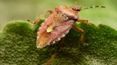 Ова не е бубачка, туку бубачка што смрди