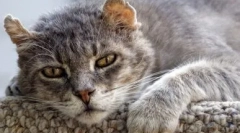 Евтаназија мачки: индикации и методи