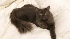 Јорк чоколадо мачка: раса опис